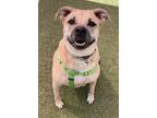 Adopt Marge a Mixed Breed
