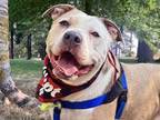 Adopt Sunny Day a Pit Bull Terrier