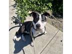 Adopt BK a Pit Bull Terrier, Hound