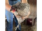Adopt Marie a Chicken