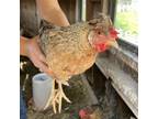 Adopt Grisleda a Chicken