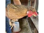Adopt Marisol a Chicken