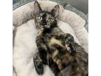 Adopt Twix a Domestic Short Hair