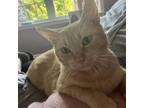 Adopt Phoenix a Domestic Short Hair