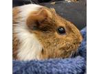Adopt Brownie and Pipsqueak a Guinea Pig