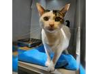 Adopt Iced Tea a Domestic Short Hair