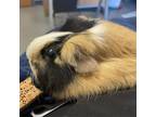 Adopt Pipsqueak and Brownie a Guinea Pig