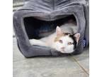 Adopt Margo a Domestic Short Hair