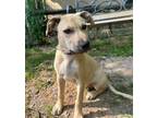 Adopt HOPE a Labrador Retriever