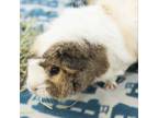Adopt Hermione a Guinea Pig