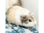 Adopt Ginny a Guinea Pig