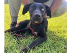 Adopt Kenzie a Labrador Retriever, Shepherd