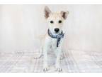 Adopt Honey a Husky, Mixed Breed