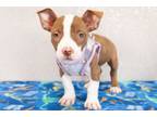Adopt Paisley a American Staffordshire Terrier, Mixed Breed