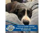 Adopt Beatrice a American Staffordshire Terrier