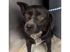 Adopt Girl a Australian Cattle Dog / Blue Heeler