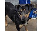 Adopt Poppy a Beagle