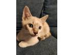 Adopt Paris a Siamese, Domestic Short Hair