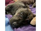 Adopt Taco Belle a Pit Bull Terrier