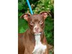 Adopt Ronda a Pointer