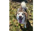 Adopt Astra a Husky