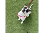 Adopt Peppa a Boxer, Mixed Breed