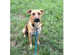 Adopt Penny a Shepherd