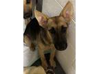 Adopt Evangeline a Shepherd