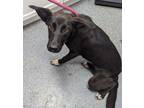 Adopt Elvira a Shepherd