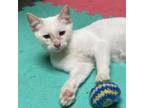 Adopt Isabella a Domestic Medium Hair