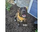 Adopt Rah a Plott Hound