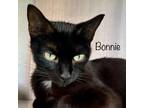 Adopt Bonnie a Domestic Short Hair