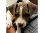 Adopt Mystique a Pit Bull Terrier