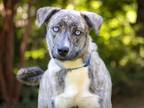 Adopt BAILY a Mountain Cur
