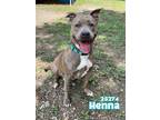 Adopt Henna a Pit Bull Terrier