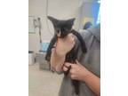 Adopt Cleocin a Domestic Short Hair