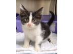 Adopt Wobbles a Domestic Short Hair