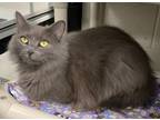 Adopt Angel a Domestic Long Hair