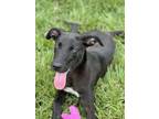Adopt Darla a Labrador Retriever, Mixed Breed