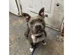 Adopt Q - Diamond / 00933 a Staffordshire Bull Terrier