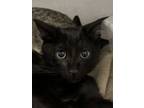 Adopt Meleys a Domestic Short Hair