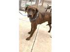 Adopt Ginger Rodgers 57974 a Hound, Labrador Retriever