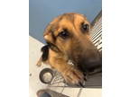 Adopt Polly Pick Me Up 59649 a German Shepherd Dog