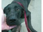 Adopt Onyx is a Jewel 59685 a Great Dane, Black Labrador Retriever