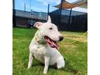 Adopt Chica a Pit Bull Terrier