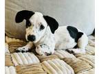 Adopt Moo a Australian Cattle Dog / Blue Heeler