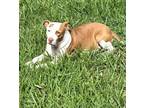 Adopt CASSIE a Pit Bull Terrier, Mixed Breed