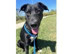 Adopt Keefee a German Shepherd Dog, Mixed Breed