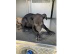 Adopt 56574304 a American Staffordshire Terrier, Mixed Breed