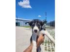 Adopt Pippin a Husky, Mixed Breed